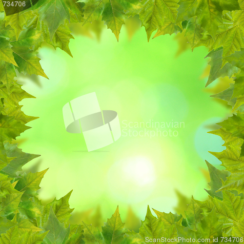 Image of Beautiful green leaves with green background in spring