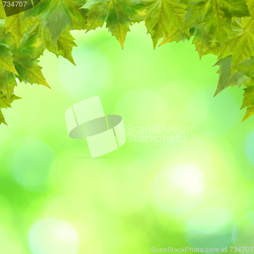 Image of Beautiful green leaves with green background in spring