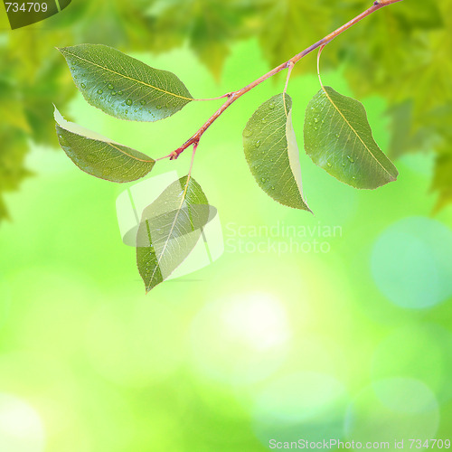 Image of Beautiful green leaves with green background in spring