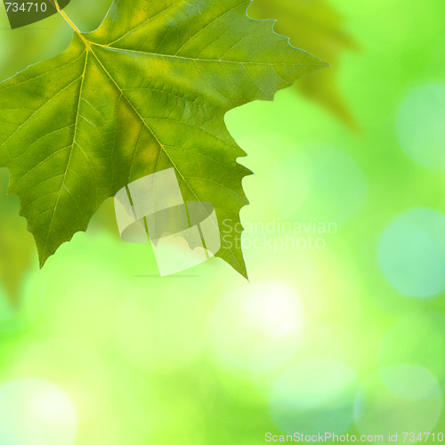 Image of Beautiful green leaves with green background in spring