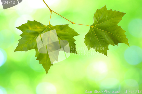 Image of Beautiful green leaves with green background in spring