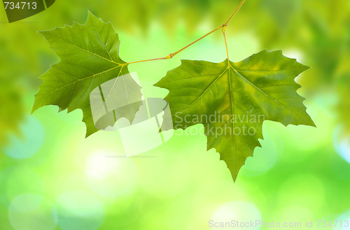 Image of Beautiful green leaves with green background in spring