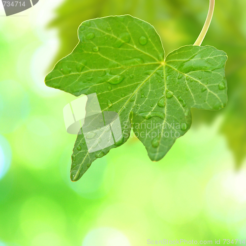 Image of Beautiful green leaves with green background in spring