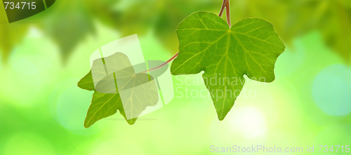 Image of Beautiful green leaves with green background in spring