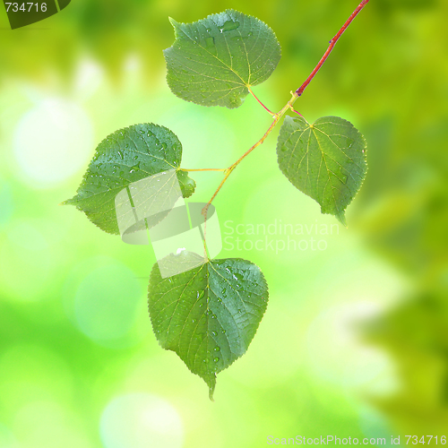 Image of Beautiful green leaves with green background in spring