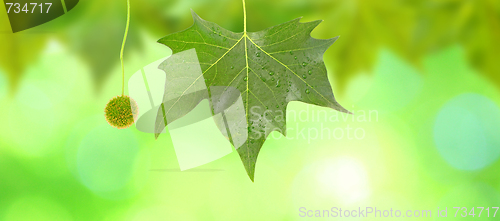 Image of Beautiful green leaves with green background in spring