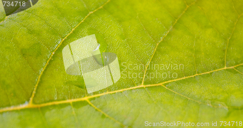 Image of Beautiful green leaves with green background in spring