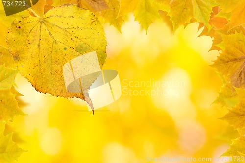 Image of Beautiful golden leaves in autumn