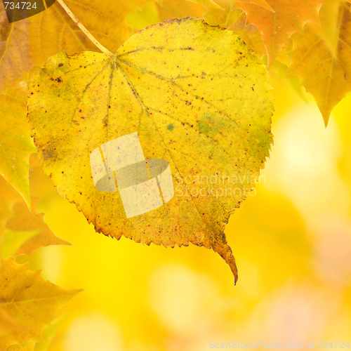 Image of Beautiful golden leaves in autumn