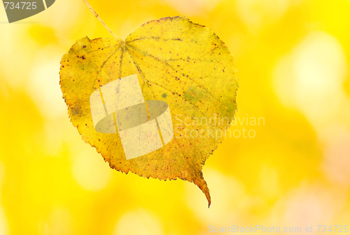 Image of Beautiful golden leaves in autumn