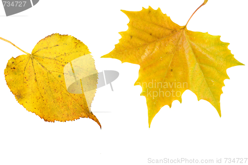 Image of Beautiful golden leaves in autumn