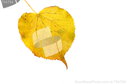 Image of Beautiful golden leaves in autumn