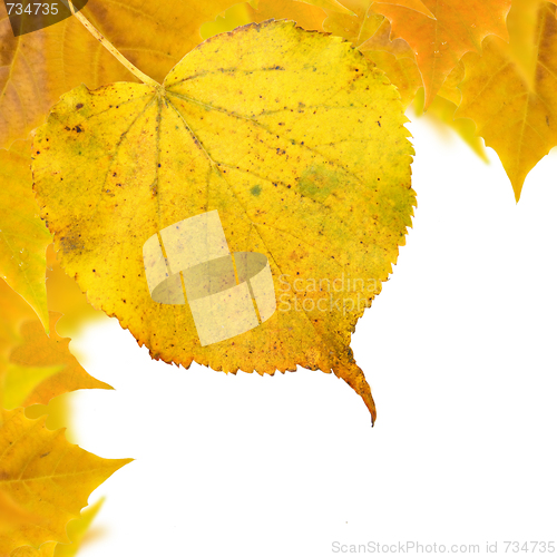 Image of Beautiful golden leaves in autumn