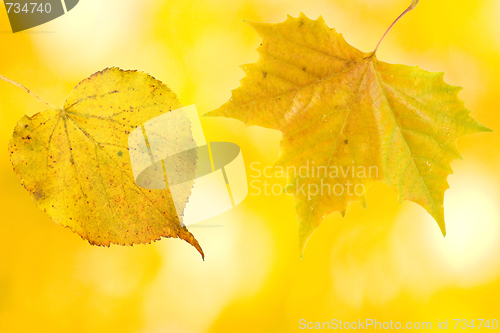 Image of Beautiful leaves in autumn