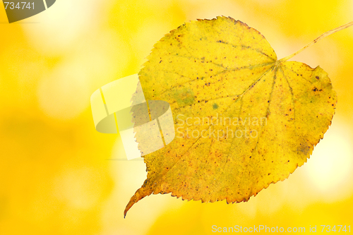 Image of Beautiful leaves in autumn