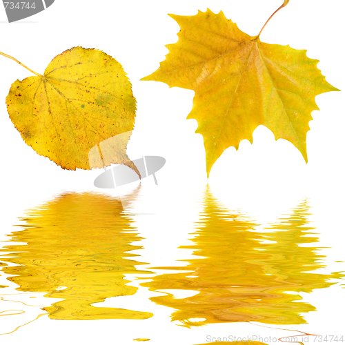 Image of Beautiful golden leaves in autumn