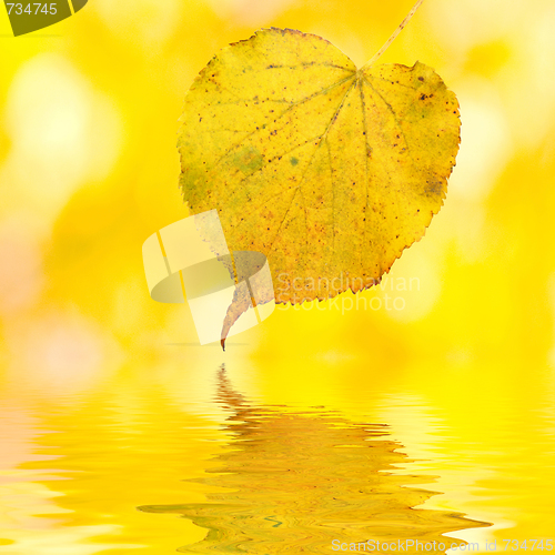 Image of Beautiful golden leaves in autumn