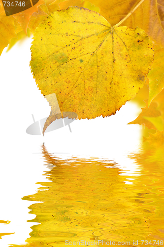 Image of Beautiful golden leaves in autumn