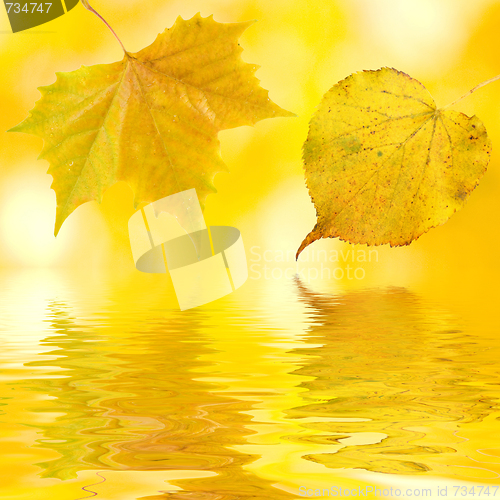 Image of Beautiful golden leaves in autumn