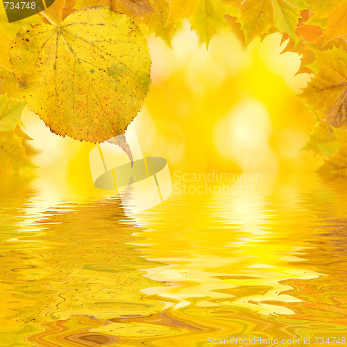 Image of Beautiful golden leaves in autumn