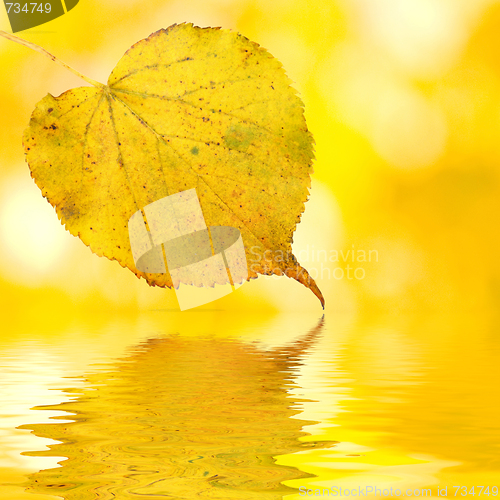 Image of Beautiful golden leaves in autumn