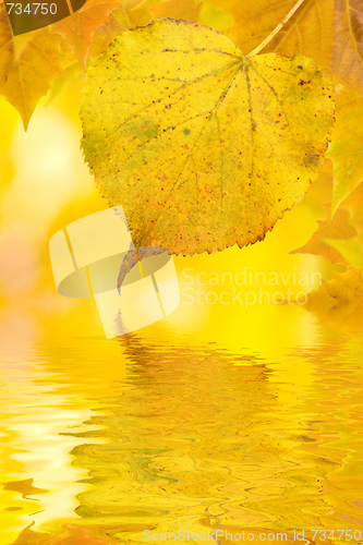 Image of Beautiful golden leaves in autumn