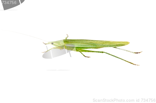 Image of Green Grasshopper isolated on white.