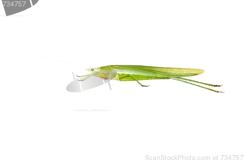 Image of Green Grasshopper isolated on white.