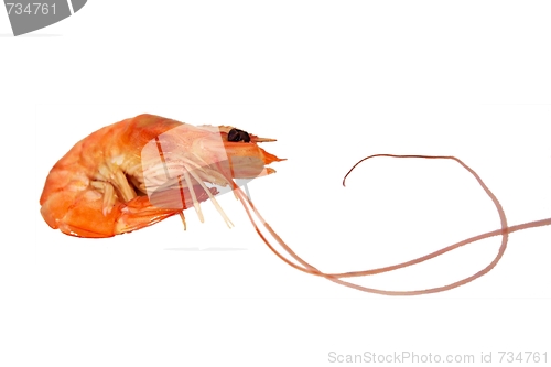 Image of Red Boiled Shrimp. Isolated on white.
