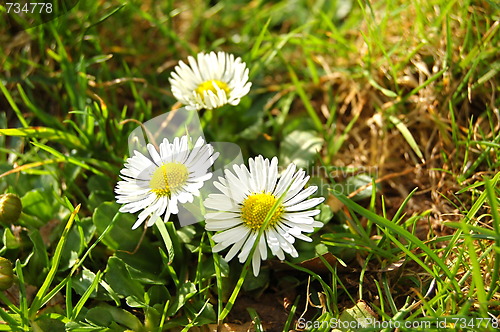 Image of daisies