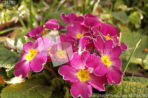 Image of flowers