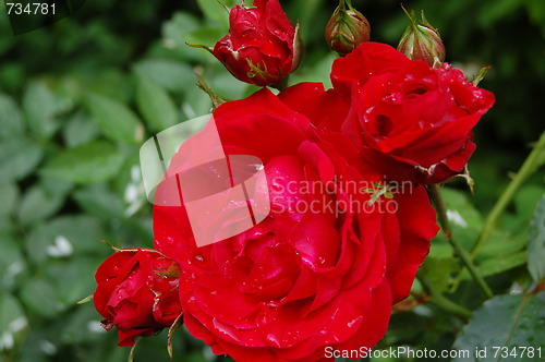 Image of roses