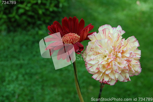 Image of two flowers