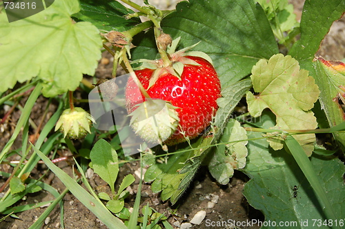 Image of strawberry