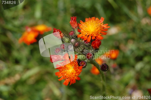 Image of flowers