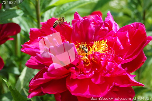 Image of the pink bloom