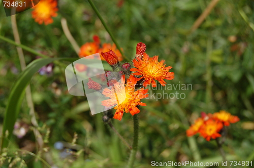 Image of flowers in the meadow