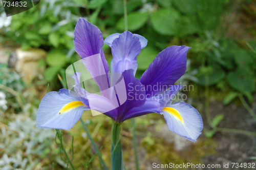 Image of blue flower