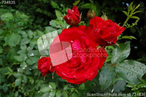 Image of red rose