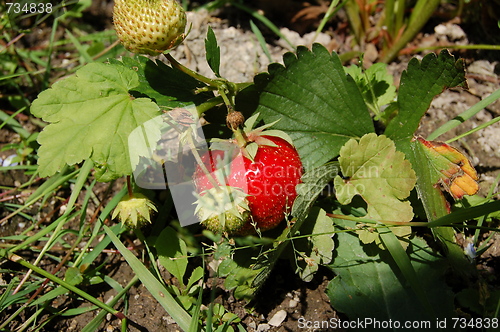 Image of strawberry
