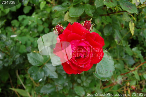 Image of red rose