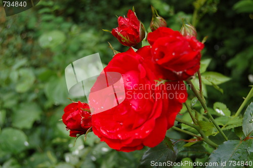 Image of red rose