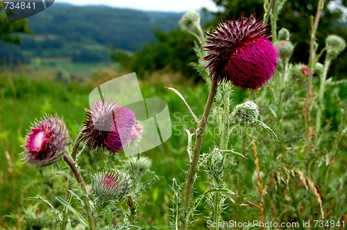 Image of thistle