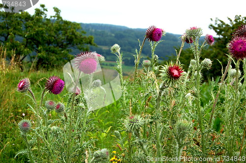 Image of thistle