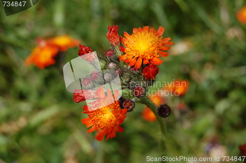 Image of flowers