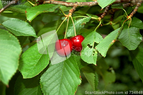 Image of cherries