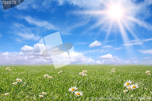 Image of Serene Sunny Field Meadow in Spring