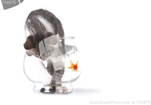 Image of Bad Cat in a Fishbowl Misbehaving