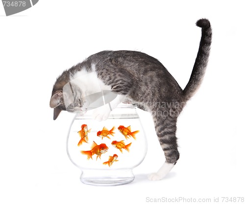 Image of Cat Fishing for Gold Fish in an Aquarium Bowl