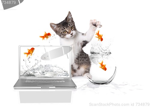 Image of Kitten Pawing at Gold Fish Jumping out of Water